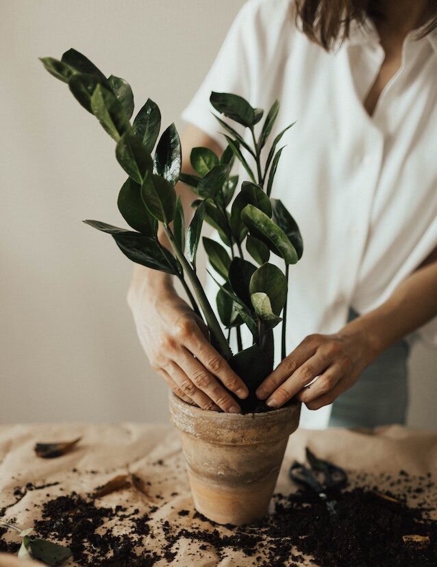 woman planting a plant into a pot soil green earth earthy